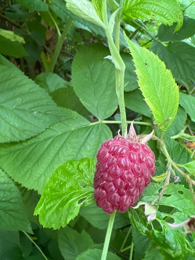 A close-up, eye-level shot captures a ripe raspberry hanging from a branch amidst lush green foliage. The raspberry, a deep crimson color, is composed of many small, rounded drupelets, with tiny white hairs visible on its surface. It is positioned in the upper right quadrant of the frame, drawing the viewer's attention. Several large, serrated green leaves surround the berry, some showing signs of insect damage with small holes. The background is a blur of darker green, suggesting a dense, leafy environment. A thin stem, also covered in fine hairs and small prickles, supports the raspberry. The lighting suggests it could be daytime, with no strong shadows indicating a particular time of day or weather conditions. The scene evokes a sense of nature and the bounty of a garden or wild berry patch, likely in Denderleeuw, Belgium. No text is visible in the image.