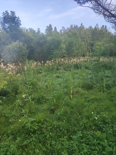 The image depicts an overgrown natural area with lush green vegetation. In the foreground, various types of grass and plants grow densely, some with small white or pink flowers. In the middle ground, taller plants with feathery white flowers are scattered throughout. In the background, a dense line of deciduous trees forms a treeline against a bright, partly cloudy sky. A single pine branch hangs from the upper right corner of the frame. The scene appears to be a wild meadow or forest edge, located in Malinovka, Russia. There are no people or man-made objects visible in the image.