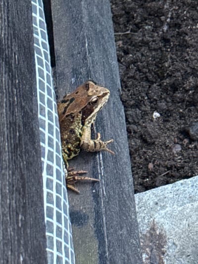 A brown frog is perched on a weathered wooden surface, partially obscured by a white checkered object. The frog's skin is patterned with darker brown markings, and its body is angled to the right, with its head turned slightly towards the viewer. Its hind legs are bent, and its front limbs are visible. The background consists of dark, crumbly soil. The scene appears to be outdoors, with the rough texture of the wood and soil suggesting a natural or garden environment. There are no people or animals other than the frog visible in the image.