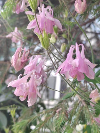 The image shows a close-up of several pink Aquilegia flowers with green buds and stems. The flowers are delicate and appear to be in various stages of bloom. Some have closed buds, while others are fully open with their characteristic spurs. The background is blurred and consists of green foliage, likely from the same plant or surrounding vegetation, with hints of other flowers and possibly structures. The lighting suggests it is daytime, and the overall scene evokes a garden or natural setting. The image does not contain any people or specific identifiable landmarks that would allow for precise location identification within Пригородный, Russia.
