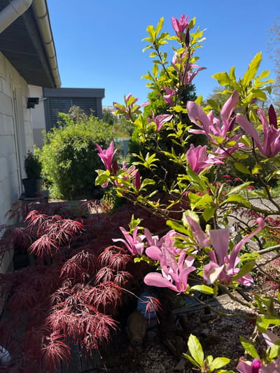 The image captures a vibrant garden scene in Foetz, Luxembourg, likely taken during spring or early summer. The foreground features a pink magnolia tree in full bloom with green leaves, its branches cascading over a Japanese maple with deeply dissected, burgundy-colored leaves. The garden is situated next to a building with a white exterior and gray roof elements. In the background, a residential building with gray paneling and green foliage can be observed. The sky is clear and blue, indicating a sunny day. A dark-colored structure and pebble ground are also visible in the garden.