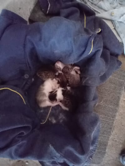 The scene is located in the city of Partizanin, Bulgaria. A cluster of at least four to five neonatal kittens is observed resting on a folded dark blue fabric, possibly a jacket or blanket, which features yellow trim lines and a visible button. The kittens exhibit varied fur patterns, including patches of dark brown/black and white, indicative of mixed coloration. Their eyes are not discernibly open, consistent with a very young age. The fabric is arranged to create a nesting area. Adjacent to the blue fabric on the right, a textured grayish-brown woven mat or rug is partially visible. The background includes a lighter, indistinct surface, possibly concrete, and some lighter-colored, loosely arranged materials in the upper right. The kittens appear stationary and are huddled closely together.