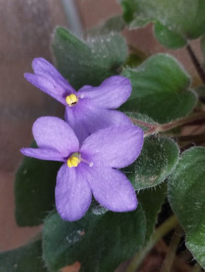 Two purple African violet flowers with yellow centers are in focus, set against a backdrop of green, fuzzy leaves and a muted brown surface. The flowers are positioned to the left of the frame, with one slightly above and to the right of the other. The leaves are a deep green and appear to have a soft, velvety texture. The background is largely out of focus, with a hint of brown and some lighter vertical streaks. The image appears to be a close-up shot taken indoors, possibly in a home or greenhouse. There is no indication of the city of Hospozín, Czechia, in the image itself.