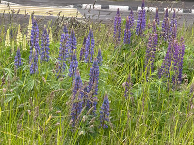 This is a high-angle, medium shot of a field of purple and white lupine flowers in bloom, interspersed with tall green grass and seed heads. In the background, a grey asphalt road with yellow and white painted markings is visible, suggesting an urban or semi-urban environment. The flowers are densely packed and appear to be growing wild. The overall scene is naturalistic, with the focus on the vibrant colors of the flowers and the texture of the surrounding vegetation. There are no people or animals present in the image. The location is identified as Kuril'sk, Russia.