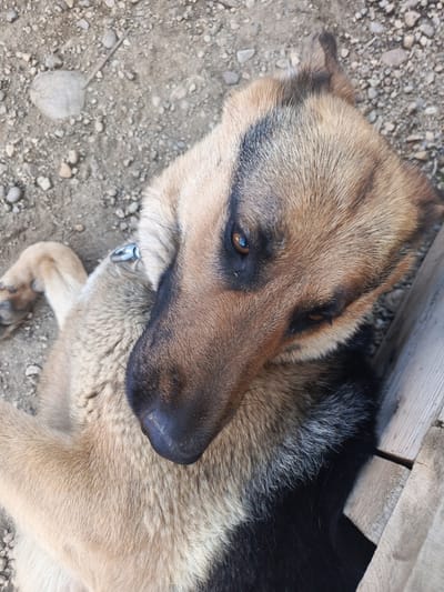 This is a medium shot, outdoor, eye-level photograph of a German Shepherd dog lying on its back on the ground. The dog's fur is a mix of tan, brown, and black. It is wearing a silver collar with a round ring. The ground is composed of dirt and small pebbles. To the right of the dog, there are wooden planks. The dog appears relaxed. The lighting suggests it is daytime. The location is Steklyanka, Russia. There is no visible text.