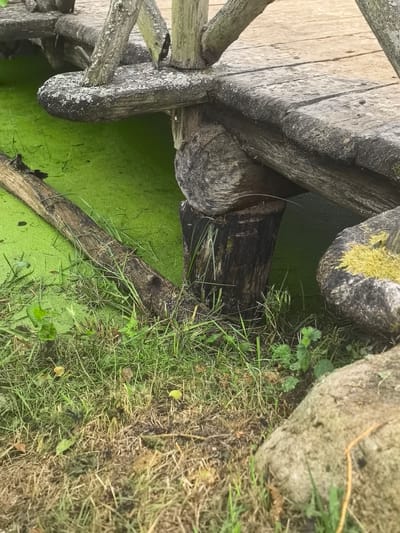 The image shows a rustic wooden bridge crossing a body of water covered in bright green duckweed. The bridge is made of rough-hewn logs and planks, showing signs of age and weathering. A single fallen branch lies partially submerged in the duckweed, extending from the bank towards the bridge. The foreground consists of grass and soil, with a large, moss-covered rock visible on the right side of the frame. The scene appears to be in a natural, possibly overgrown, setting. The location is identified as Камянюцкі сельскі Савет, Belarus.