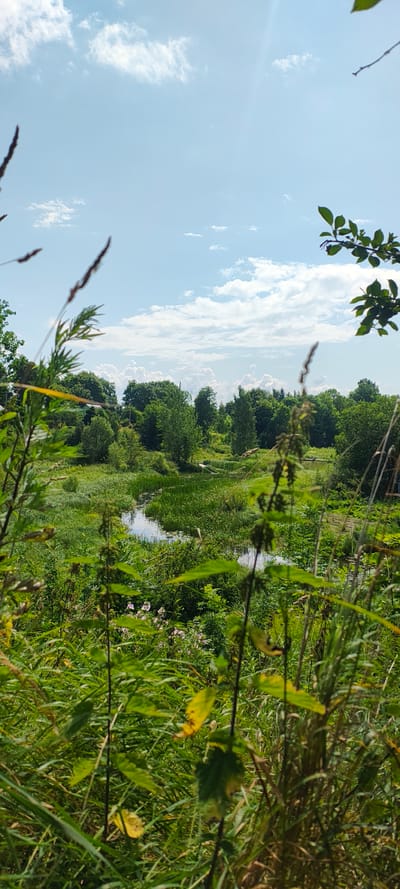 This is a vertical, medium-shot photograph taken outdoors on a sunny day. The foreground is dominated by tall, green grasses and plants, some with dried seed heads. In the midground, a small, winding body of water is visible, surrounded by dense green vegetation and reeds. Further back, a line of lush green trees forms a backdrop against a bright blue sky with scattered white clouds. The sun appears to be high in the sky, casting a bright light on the scene. There are no people or animals visible in the image. The location is the city of Malaya Listovka, Russia.