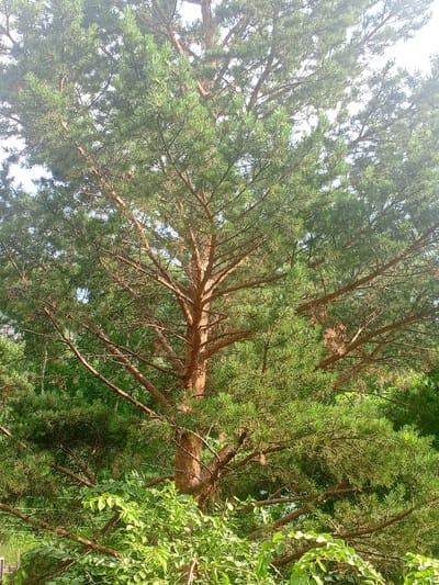 The image shows a close-up view of a large pine tree with its branches and needles filling most of the frame. The tree has a thick, brown trunk visible on the right side of the image, with many smaller branches extending outwards. The needles are a vibrant green, and the sunlight filters through the canopy, creating bright highlights and casting shadows. In the foreground, at the bottom of the image, there are dense green bushes with broad leaves. The background appears to be a mix of more trees and possibly the sky, which is a bright, hazy white, suggesting it might be a sunny day. There are no people or animals visible in the image. This scene is consistent with a natural environment, such as a park or forest area. Without any specific landmarks or context, pinpointing the exact location in Borodino, Russia is not possible from the image alone.