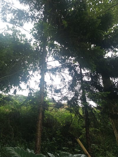 Tall trees reach towards a bright, overcast sky. Dense foliage obscures much of the upper portion. A steep, green hillside is visible between the trunks. The trees' bark is textured and a mix of brown and gray tones. Overgrowth fills the lower area. Some leaves at the bottom are very big.