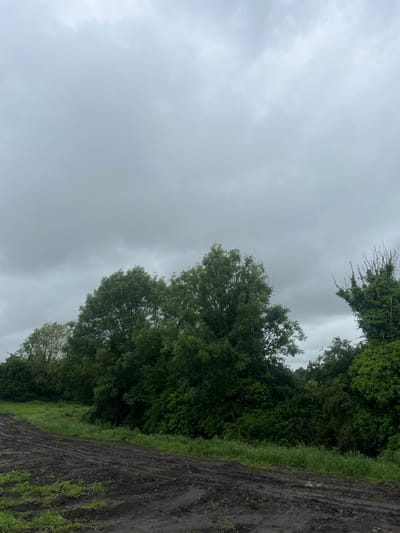 The image depicts a rural landscape in Curtistown, Ireland, under an overcast, grey sky. The upper two-thirds of the frame are dominated by a featureless, light grey cloud cover, indicating no direct sunlight. The lower third of the image shows a muddy, dark brown track or field in the foreground, deeply rutted with depressions and minor standing water. Patches of vibrant green grass and small weeds are visible emerging from the mud, particularly on the left side of the track. Beyond the muddy foreground, a dense line of lush, dark green deciduous trees and shrubs extends across the mid-ground, forming a natural barrier. Several taller trees with full canopies are prominent in the central part of this tree line. To the far right, a distinct tree with some bare, gnarled branches, possibly indicative of pruning or deadwood, stands out against the generally verdant foliage. There are no visible people, animals, or structures, and no discernible actions or interactions occurring within the scene.