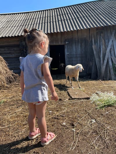 A young girl wearing a grey t-shirt and pink sandals stands in a farmyard, facing away from the camera. She is looking at a white sheep walking on a wooden plank. Behind the sheep is a rustic wooden barn with a corrugated roof. A haystack is visible to the left of the barn. The ground is covered with dry straw and dirt. A bouquet of small white flowers is on the ground to the right. The sky is clear and blue. This scene is likely located in the rural area of Sya-Mozhga, Russia.