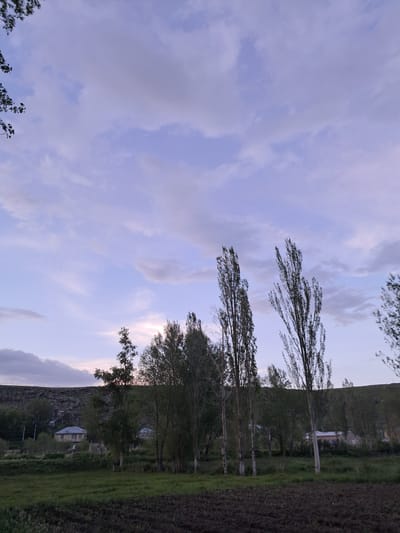 This image depicts a rural landscape in Artsvakar, Armenia, with a focus on the sky and trees. The sky is filled with soft, diffused clouds, suggesting either dawn or dusk, with a light purple hue indicating twilight. Several tall, slender trees with sparse foliage are prominent, their branches reaching upwards towards the sky. In the background, a hillside covered in rocks and vegetation slopes downwards. Further down the slope, there are a few small buildings with light-colored roofs and walls, some nestled amongst the trees, hinting at a small settlement. The ground in the foreground and mid-ground appears to be cultivated or covered in grass, with some areas of dark soil. The overall mood of the image is serene and peaceful, amplified by the soft lighting and the quiet, natural setting. There is no visible text in the image.