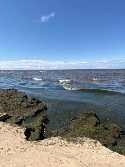 A wide-angle shot captures a coastal scene under a bright, blue sky with scattered white clouds. The foreground is dominated by sandy terrain with a few rocks covered in green algae jutting into the water. The water itself is a deep, murky brown with small waves breaking near the shore. In the distance, the horizon separates the water from the sky, with a line of white, fluffy clouds stretched across. The scene appears to be on a sunny day in Lilaste, Latvia. There are no people or animals visible in the image.