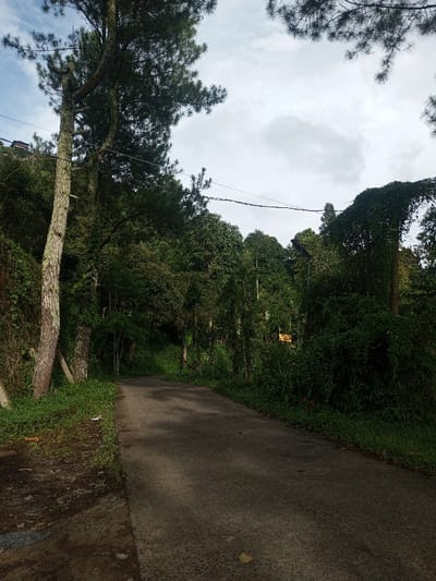 A narrow asphalt road cuts through a lush, green landscape. Trees line both sides of the road, their leaves creating a dense canopy above. A tall pine tree stands on the left, while a vine-covered structure is visible on the right. Overhead, utility wires stretch across the sky, which is filled with scattered clouds. The scene conveys a sense of tranquility and natural beauty.