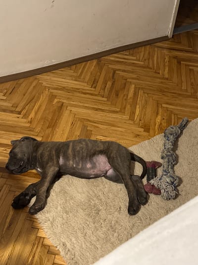 A brindle-coated puppy is sleeping on a beige shag rug on a parquet floor. The puppy is lying on its side with its eyes closed and its legs stretched out. A rope dog toy with blue and white frayed ends and a red spiked chew toy are next to the puppy on the rug. The floor is made of light brown wooden planks arranged in a herringbone pattern. The wall in the background is white and appears to be textured. There is a dark brown baseboard running along the junction of the wall and the floor. This scene is likely indoors in a residential setting.