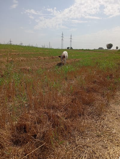 An outdoor, eye-level, full shot captures a young, light-colored cow with brown markings standing in a dry, harvested field. The cow is positioned in the center-left of the frame and is looking directly at the viewer. Its head is tilted slightly, and its ears are perked. The field is covered in dry, golden straw with patches of green grass growing through it. In the background, a few electrical transmission towers and power lines are visible against a bright, cloudy sky. The horizon is lined with a few scattered trees. The scene appears to be located in a rural or agricultural area, consistent with the outskirts of Mirzo Ulugbek, Uzbekistan.