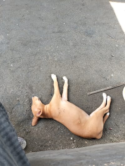 This image captures an overhead view of a light brown, short-haired dog lying supine on a coarse, dark gray ground surface in Oworonshoki, Nigeria. The dog's four limbs are extended upwards, with its lighter-colored paws distinctly visible. Its body appears lean, and some dark smudges are present on its fur. The head is turned slightly to its left, with one ear partially folded, and its eyes are not clearly visible, indicating a state of rest or sleep. To the immediate right of the dog's rear legs, a thin, dark stick or piece of debris rests on the ground. The ground itself is uneven and granular, suggesting dirt or packed earth, with scattered small white particulates. In the bottom-left corner, the lower section of a human's left leg is partially visible, clad in dark grey fabric with horizontal stripes, and a light-colored shoe or foot is partially seen. A sharp line of shadow delineates the bottom right edge of the frame, possibly from a nearby wall or structure. The overall lighting suggests an outdoor daytime setting.