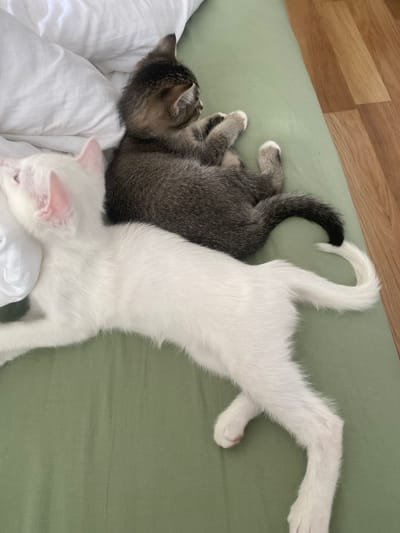 Two kittens are lying on a green cloth surface next to a white pillow. One kitten is white with pink ears and is positioned at the bottom left of the frame, facing left. The other kitten is gray and brown tabby with white paws and is lying on top of and behind the white kitten, facing right. A wooden floor is visible to the right of the green cloth. The image appears to be taken indoors. The location of Çekmeköy, Turkey is not discernible from the image.