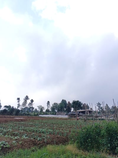 A field of crops under a cloudy sky. Rows of plants grow in dark soil. Trees line the horizon with a building visible beyond. Bamboo stakes stand amidst the vegetation in the foreground. Overcast conditions create a muted color palette across the scene.