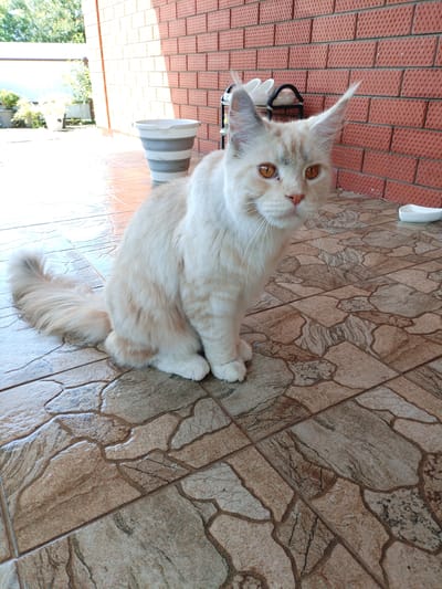 A cream-colored Maine Coon cat sits on a tiled patio, facing the camera. The cat has large, amber eyes and prominent ear tufts. Behind the cat is a red brick wall, and to the left are potted plants and a collapsible bucket. The patio tiles are irregularly shaped and have a stone-like pattern. The scene appears to be in a backyard or porch area in Vinogradny, Russia.