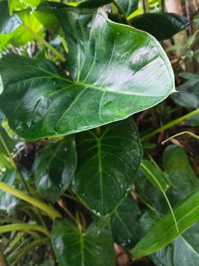 The image presents a close-up view of dense, dark green foliage, capturing a vibrant and lush natural environment. The primary subjects are several broad, heart-shaped or arrowhead-shaped leaves, characteristic of a tropical plant, possibly an Alocasia or a related species. A large, prominent leaf dominates the upper center and foreground, displaying a distinct vein pattern and a glossy surface that reflects light.
Numerous small water droplets are visible on the surfaces of the leaves, suggesting either recent rainfall or the presence of dew. These droplets add a textural detail and indicate a damp or humid atmosphere. In the background, additional leaves and stems appear softer and less defined due to a shallow depth of field, creating a natural blur that emphasizes the crisp details of the foreground foliage. Some lighter green elements and stems are also interspersed within the denser green mass.
The scene depicts no activity beyond the static presence of the plant life. The lighting indicates it is daytime. No people, animals, or man-made objects are visible, keeping the focus entirely on the botanical elements. There is no visible text in the image. This verdant scene is located in the Nebilver (Tegal) Admin Centre, Papua New Guinea.