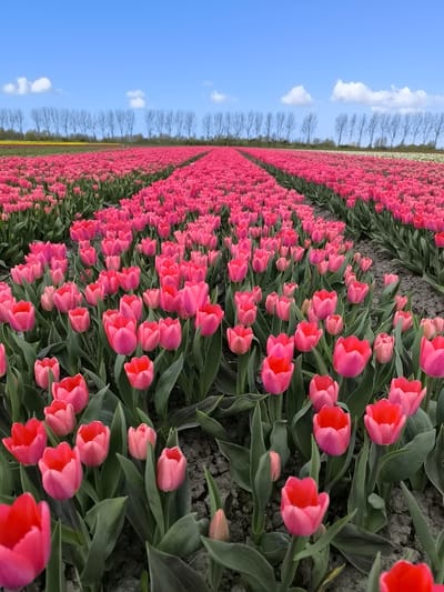 The image depicts a field of pink tulips in Winkel, Netherlands. The flowers are arranged in rows, stretching into the distance. In the background, there is a row of trees and a blue sky with a few scattered clouds. The ground between the rows of tulips is visible, showing bare soil.