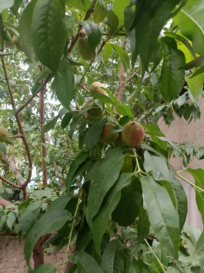 A close-up, eye-level shot shows several unripe peaches hanging from the branches of a peach tree. The peaches are small and round, with a light green hue, and some have a reddish blush indicating early ripening. They are interspersed with abundant, dark green, elongated leaves that create a dense canopy. The branches are woody and brown, with some thinner, lighter brown twigs. The background is slightly out of focus, revealing more branches, leaves, and the textured, light-colored wall of a building. The overall impression is one of a lush, natural setting, likely a garden or orchard. The lighting suggests it is daytime, with diffuse light filtering through the leaves, indicating possibly overcast weather or a shaded area. There is no visible text in the image. The scene depicts the natural growth and development of fruit on a tree.