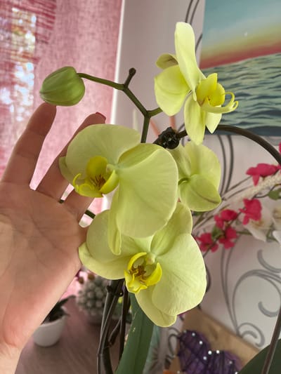 A hand is gently cradling several pale yellow orchid blooms and a single green bud. The orchid stem, dark brown, curves gracefully from the top right of the frame. The background is softly blurred, showing hints of pink and light blue, possibly a fabric or wall covering with a painted abstract design featuring rainbow stripes and vertical lines. Further back, out of focus, are more decorative elements: vibrant pink flowers, a white floral patterned fabric, and dark purple decorative spheres adorned with small, bright beads. The scene appears to be indoors, suggested by the controlled lighting and decorative elements. The hand, belonging to an individual with a red-painted fingernail on their index finger, is positioned to support the delicate orchid flowers, implying care and appreciation. The overall mood is one of gentle observation and admiration of the orchids. There is no visible text in the image.