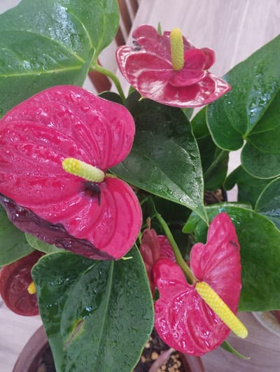 A close-up, high-angle shot features a vibrant anthurium plant with lush green leaves and several bright pink and deep red blooms. The waxy petals of the flowers glisten with water droplets, suggesting they have recently been watered or misted. Each bloom has a prominent yellow spadix protruding from its center, adding a contrasting pop of color. The plant appears to be in a brown pot, with hints of soil visible. The background is softly blurred, with vertical elements that might be part of a window blind or a textured wall, creating a shallow depth of field that focuses attention on the anthurium. There are no people or animals in the frame. The image captures the natural beauty of the plant, with emphasis on its textures and colors, under what appears to be indoor lighting. The location is not determinable from the image content.