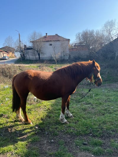 An outdoor scene in Rozovo, Bulgaria, captured under clear blue skies, features a brown horse standing in a grassy field. The horse, facing slightly right, exhibits a reddish-brown coat, a long dark mane, and a dark tail. Its lower legs are marked with white "stocking" patterns. A green halter adorned with colorful ribbons or tassels is fitted around its head, with a black lead rope attached near its chin. The horse stands on uneven ground covered predominantly by green grass, with patches of dry earth and sparse vegetation. Long shadows are cast by the horse's legs, indicating direct sunlight from the side.
In the mid-ground, a paved road curves from the lower left towards the upper left, where a silver sedan is parked. Along the road and behind the horse, multiple bare deciduous trees are visible. To the left background, a two-story building with a red-tiled roof and light-colored stucco walls is present, situated near a utility pole. In the central background, another similar two-story building with a red-tiled roof and light-colored walls stands prominently, featuring a small, dark rectangular window on its facade. Behind this structure, a low brick wall and dense, bare vegetation are visible. To the far right, a steep embankment or bridge support, covered in vegetation, rises, with a blue metal railing partially visible at its top.