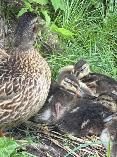 The image shows a mother duck nestled amongst her ducklings in tall green grass. The mother duck is facing left, with her head down, and her patterned feathers are visible. The ducklings are clustered together, with one duckling looking towards the camera, its beak slightly open, as if chirping. Another duckling is peeking out from under the mother. The scene is set outdoors, likely in a natural environment given the abundance of grass and foliage. The lighting suggests it could be daytime, possibly overcast as there are no harsh shadows. The overall impression is one of a peaceful, familial moment in nature. The context provided indicates the location as Kurilovo SNT, Russia.