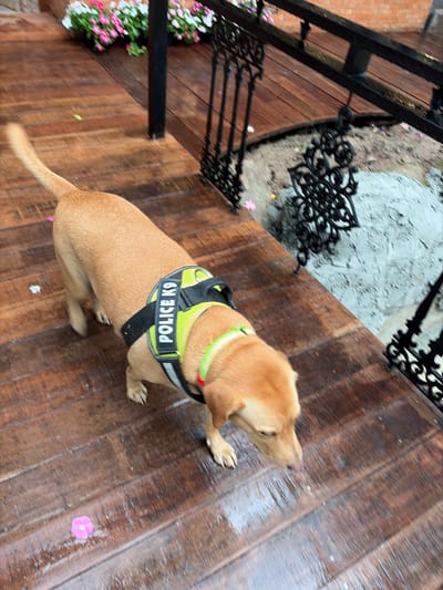 A light brown dog wearing a black and neon yellow "POLICE K9" vest walks on a wet wooden deck. The dog's head is down as if sniffing the ground. In the background, there are black metal railings and potted flowers. A pink flower petal is visible on the deck near the dog's front paws. The scene appears to be outdoors, possibly on a balcony or porch. The location of Tambon Mae Raem, Thailand is not evident from the image.