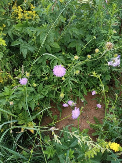This image depicts a close-up view of dense vegetation in an outdoor environment, likely a field or meadow, with a patch of reddish-brown soil visible in the lower right quadrant. The flora consists of various green plants with serrated leaves, interspersed with delicate purple flowers and clusters of small, yellowish-green buds. Several thin, pale green stalks with seed heads extend throughout the scene. In the upper left corner, a small patch of bright yellow flowers adds a contrasting splash of color. The overall impression is one of natural, untamed growth. The location is identified as Стрэшынскі сельскі Савет, Belarus.