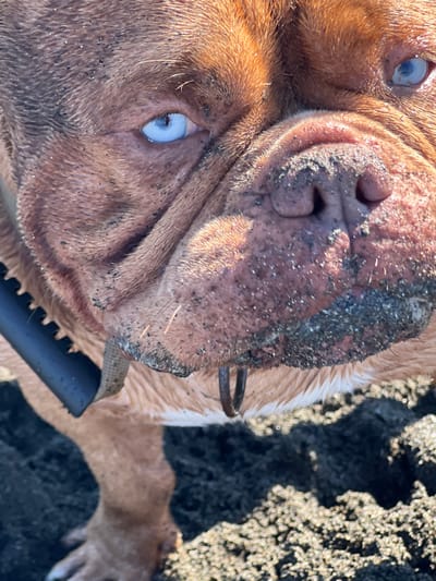 A close-up, eye-level, outdoor photograph captures the face of a reddish-brown Dogue de Bordeaux dog. The dog's fur is dusted with dark sand, particularly around its snout and eyes. Its bright blue eyes are partially obscured by the sand and the angle of the shot. The dog's wrinkled snout is prominent, with black nose leather also covered in sand. A black collar with a metal ring is visible around the dog's neck. The background consists of dark, coarse sand and a hint of rocky terrain, suggesting a beach environment. This scene is located in Shekvetili, Georgia.