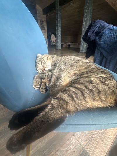 In this media file, a domestic cat is asleep on a blue chair. The cat is a tabby with brown and black stripes. Its eyes are closed, and its paws are tucked under its head. The cat is in a relaxed position, indicating it is deeply asleep. The chair is a dark blue and appears to be upholstered. The background shows wooden flooring and a blurred view of what seems to be a room with shelves and some folded clothing. The lighting suggests it could be daytime, with sunlight casting a shadow of the cat onto the floor. The overall mood is peaceful and serene, capturing a moment of quiet rest for the animal. The location is identified as Rodnichkovoye, Russia, though no specific landmarks are visible to confirm this. There is no visible text in the image.