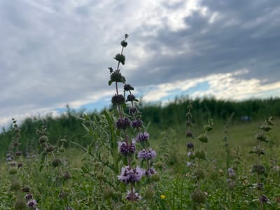 An outdoor, low-angle shot focuses on a cluster of wild mint plants with small purple flowers. The plants are in the foreground, with a blurry background of more greenery and a cloudy sky above. The image does not contain any identifiable landmarks or elements that would suggest a specific location within Manta, Moldova.