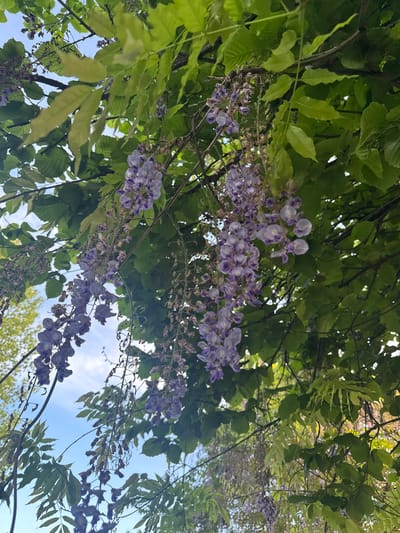 The image shows a view looking up into tree branches and hanging wisteria flowers, possibly from within a garden or park. The scene includes light green leaves and clusters of purple wisteria blossoms. The sky is visible through gaps in the foliage and the overall environment suggests a natural outdoor setting. There is no confirmation that the location is Tsanbaikwara, Abkhazia, and no people or actions are depicted in the image.