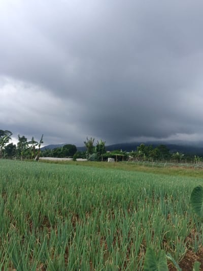 The image depicts an agricultural landscape within the city of Pô Kô, Vietnam, under a heavily overcast sky. In the foreground, a cultivated field occupies the lower half of the frame, showcasing numerous rows of green, upright plants resembling young onions or leeks. Exposed soil is visible between the plant rows. On the extreme right, a large, dark green, heart-shaped leaf, consistent with taro, is partially visible. The midground features a narrow, unpaved strip separating the cultivated field from a line of dense vegetation and trees, including several banana trees with broad leaves. A small, rudimentary shelter with a dark tarp roof supported by poles is positioned among the trees on the right side of the midground. To the left within the midground, a light-colored, possibly concrete, low-rise structure or wall is partially visible. The background consists of a dark, undulating mountain range, densely covered in vegetation and partially obscured by atmospheric haze or low-hanging clouds. The sky, dominating the upper portion of the image, is filled with thick, dark grey cumulonimbus or nimbostratus clouds, indicative of an imminent storm or heavy overcast conditions. No individuals, animals, or vehicles are present.