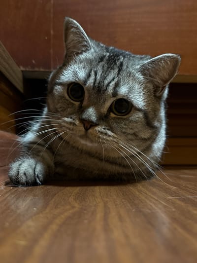The media file shows a close-up, upside-down shot of a gray tabby cat peeking over an edge, likely a shelf or furniture. The cat's face is partially obscured by the edge, with its large, dark eyes prominent. Its whiskers are long and white, fanning out from its nose. One of its paws is visible, resting on the wooden surface. The background consists of wooden textures, suggesting an indoor setting. The lighting is dim, creating shadows that highlight the cat's features. The overall mood is one of curiosity and playfulness as the cat seems to be observing something below or looking for attention. There is no visible text in the image, and no information about the time of day or weather is available. The context provided is that the image is from Sergiyev Posad, Russia.
