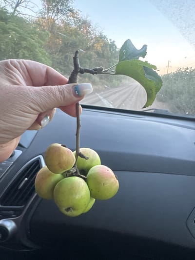 A person's hand with manicured nails holds a small branch with a cluster of crabapples and a single leaf. The branch is a twig with a few small offshoots. The crabapples are round and vary in color from pale green to yellow with hints of pink. A green leaf with serrated edges is attached to the branch above the crabapples. The hand is holding the branch up, obscuring part of the background. The background appears to be a view from inside a vehicle, looking out through the windshield. A dirt road lined with trees is visible in the distance under a hazy sky. The interior of the vehicle, including the dashboard and an air vent, is visible in the foreground. The location is identified as Il'inskii, Russia.