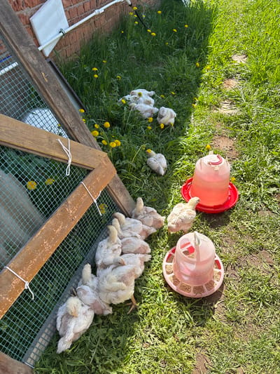 The image depicts a scene in a grassy area, possibly a backyard. In the foreground, there is a chicken coop structure made of wood and green wire mesh. Several chicks are huddled together on top of the coop. There are also a few chicks scattered in the grass to the left. Two red and pink plastic chick feeders are placed nearby. The grass contains dandelions. Part of a brick structure is visible in the lower left corner. The location is identified as Уром, Russia.