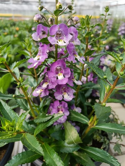 The image displays a close-up view of a flowering plant with numerous small, vibrant purple flowers and green foliage. The flowers have a distinctive shape with delicate petals and some appearing to have white accents in their centers. The leaves are elongated with serrated edges. The plant is situated in what appears to be a greenhouse or nursery setting, with other plants and structures visible in the blurred background. There are no people or animals in the image. The lighting suggests it is daytime, with natural light illuminating the scene. The overall impression is one of lush greenery and colorful blooms within a controlled horticultural environment. The provided location of Tuusniemi, Finland, is not visually discernible from the image itself.
