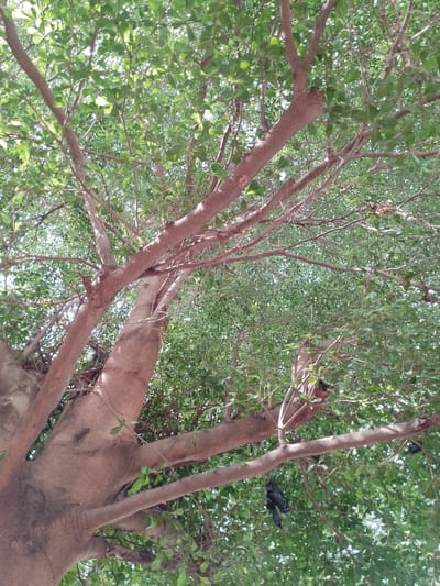 This is a low-angle, full-shot photograph of a large tree with a thick, light brown trunk and numerous branches covered in green leaves. The tree is viewed from below, looking up into its canopy. Sunlight filters through the leaves, creating a dappled effect. There are two black plastic bags hanging from some of the branches, one in the upper right quadrant and another in the lower center. The image appears to have been taken in an outdoor environment, likely a park or street in the city of Balewa, Nigeria. The focus is on the natural structure of the tree and the presence of man-made litter.