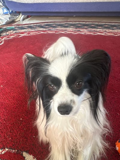 This media file shows a close-up, overhead view of a black and white dog lying on a red rug. The dog's head is tilted, and it is looking directly at the camera. The dog has long, flowing fur and large, expressive eyes. The background is a red rug with a patterned border on the left side of the frame. The rug appears to be a typical household item. There is no visible text in the image. The lighting suggests an indoor setting, possibly during the daytime given the clarity of the image. The dog's expression could be interpreted as curious or alert. The overall scene is simple and focuses on the pet.