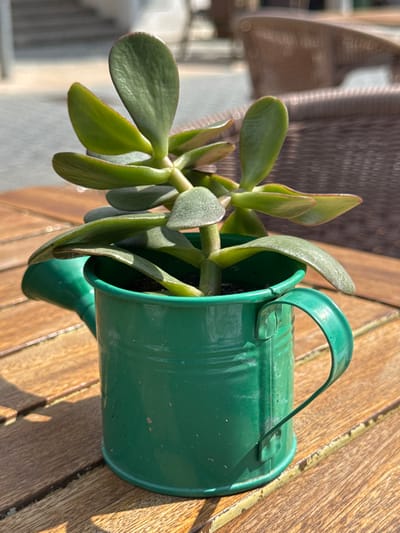 A succulent plant, identified as Crassula ovata (jade plant) with thick, ovate green leaves, some exhibiting reddish margins, is centered in the frame. It is potted in a small, dark green, metal watering can that serves as a planter, featuring an attached handle and a spout. The container rests on a light-brown, slatted wooden table, showing visible wood grain. Strong, direct sunlight illuminates the scene, casting distinct shadows from the plant and planter onto the table surface. The background is out of focus, revealing blurred forms of dark brown wicker-style outdoor chairs and light-colored architectural elements, indicating an outdoor patio or cafe setting. The scene is located in the city of Andratx, Spain. No individuals or specific actions are depicted.