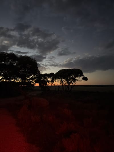 This image displays a rural landscape at either dusk or dawn, located in Penong, Australia. The sky is predominantly overcast with dark, heavy clouds in the upper portion, transitioning to lighter grey and an orange-yellow glow at the horizon. Silhouetted trees with dense canopies and visible branches are prominent in the midground, arrayed from the left to the central-right, obscuring the lower segment of the horizon. Beyond these trees, a flat, open expanse extends to the distant horizon line. The immediate foreground is largely dark but illuminated by a strong red light source positioned in the lower left, casting a reddish hue across low-lying, sparse vegetation and an unpaved track that curves into the frame from the left. There are no individuals, structures, or specific human activities discernible within the scene.