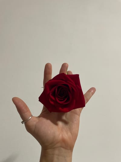 A single, deep red rose is held in an open left hand against a plain, light-colored wall. The rose is positioned centrally on the palm, its velvety petals unfurling outwards. The hand is bare except for a simple silver ring on the thumb. The background is out of focus, suggesting an indoor setting, possibly a home or studio. The lighting is soft and even, casting subtle shadows that highlight the contours of the hand and the rose. There is no discernible connection to any specific location in La Línea de la Concepción, Spain; the scene is generic.
