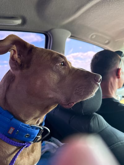 A brown dog with a blue collar and purple leash is sitting in the passenger seat of a car. The dog is looking out the window at a cloudy sky. A person's head and shoulders are visible in the background, also looking out the window. The car appears to be moving, as indicated by the blurred motion of the dog's fur and the scenery outside. The scene is lit by natural sunlight coming through the car windows.