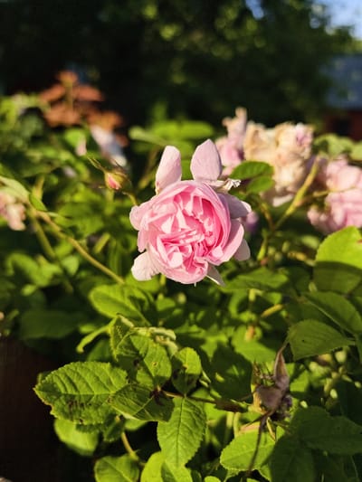 This is a close-up, vertical, outdoor photograph of a pink rose in bloom. The rose is the primary subject and is positioned in the center-left of the frame. Its petals are a vibrant pink, with softer shades towards the edges and deeper pink hues in the center, indicating a layered bloom. The flower is illuminated by sunlight, creating highlights and shadows that accentuate its delicate texture.

Surrounding the rose is lush, green foliage. The leaves are a deep green, with some showing signs of age or minor imperfections, suggesting a natural, unmanicured garden setting. In the background, other pink roses and buds are visible, though out of focus, adding depth to the scene. Some of these appear to be spent blooms or are in various stages of wilting, hinting at a progression of the flowering season.

The lighting suggests it is either early morning or late afternoon, with the warm sunlight casting long shadows and highlighting the edges of the leaves and petals. The overall atmosphere is serene and natural, evoking a sense of tranquility and the beauty of a summer garden. The photograph was taken in Slaka, Sweden. No people or visible text are present in the image.