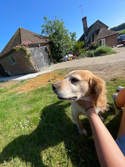 A medium shot, taken in Ashford, United Kingdom, shows a golden retriever lying in the grass on a sunny day. A light-skinned person is kneeling behind the dog, holding it gently around the neck with one hand. In the background are several buildings, including a brick building with a large wooden door and a roof covered in dark tiles. A brick building with a chimney and a car parked in front of it is also visible in the background. Green grass covers the ground.